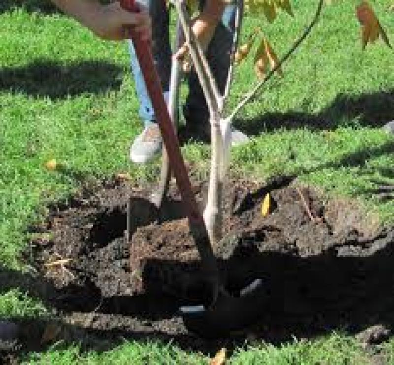 چالکودچیست