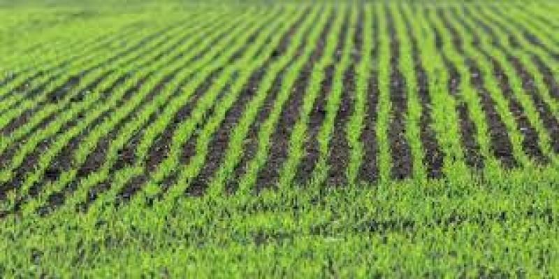 بررسی انواع روش های کشت گندم