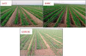 بررسی انواع روش های کشت گندم