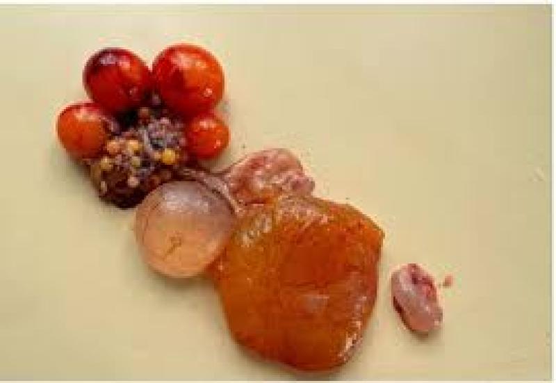 مایکوتوکسین‌ ها: معضلی پنهان در کارخانه‌ جوجه‌ کشی