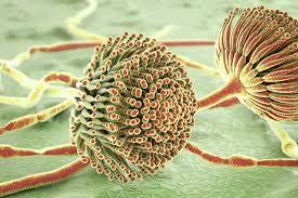 مایکوتوکسین‌ ها: معضلی پنهان در کارخانه‌ جوجه‌ کشی