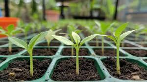 پرورش گیاهان میوه از طریق بذر