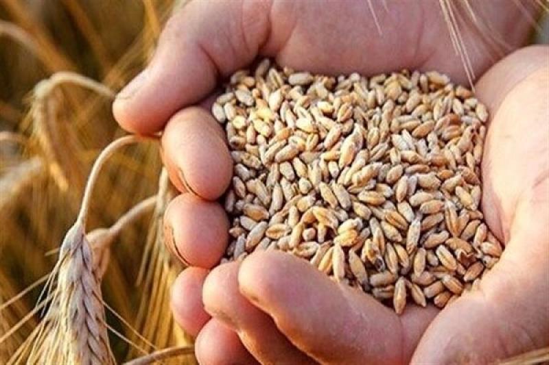 بذر گندم حیدری چه ویژگی هایی دارد؟