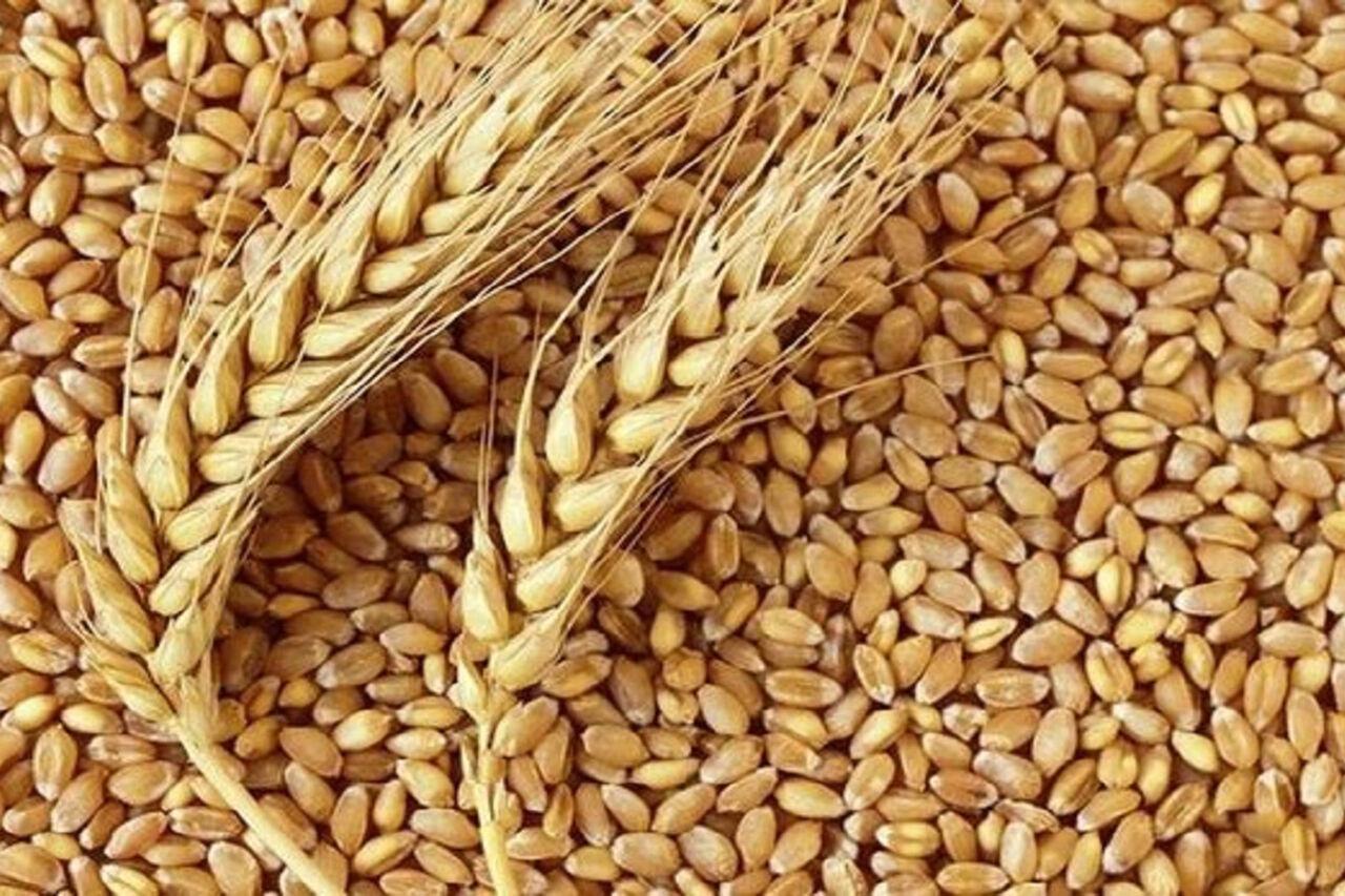 بذر گندم حیدری چه ویژگی هایی دارد؟