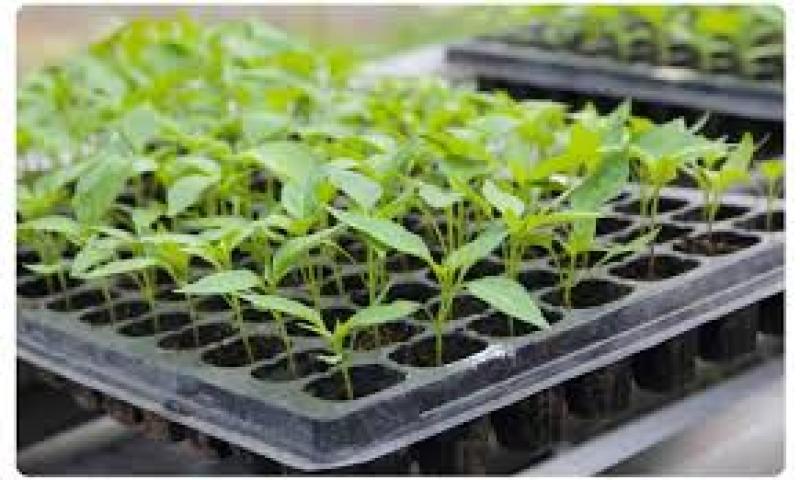 نشا چیست ؟ انواع نشاء مختلف