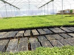 نشا چیست ؟ انواع نشاء مختلف