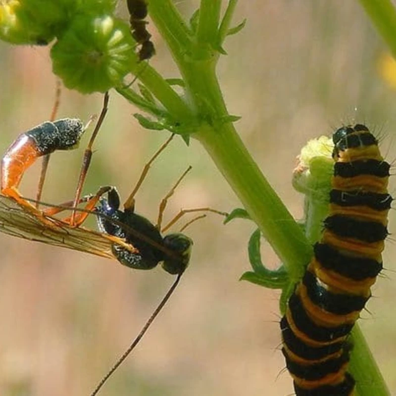کنترل بیولوژیک چیست