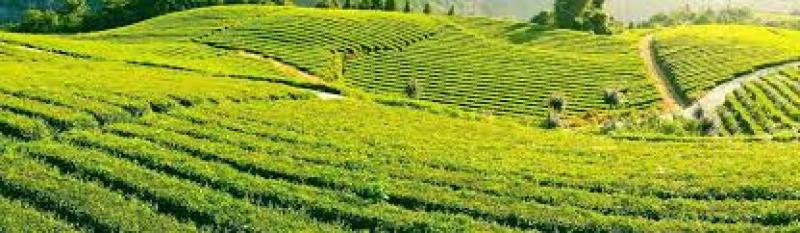 اکسید روی، نیازی ضروری برای بهبود رشد و مقاومت گیاهان