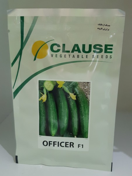 بذر خیار افیسر