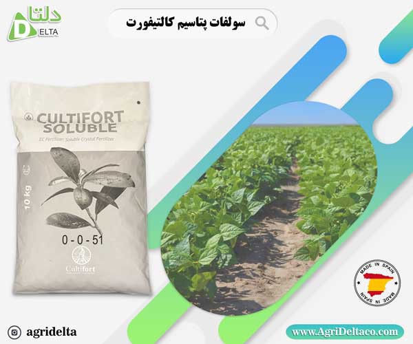 سولوپتاس کالتیفورت