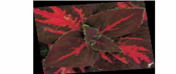 بذر حسن یوسف برگ ریز سری سوپرفاین F1 رنگ جگری بامرکز روشن