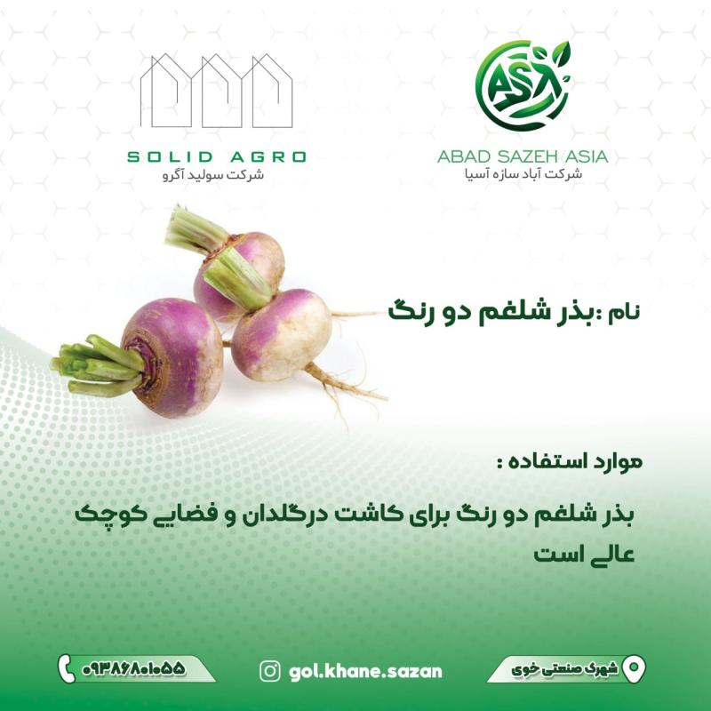 بذر شلغم دو رنگ پاکت 250 گرمی