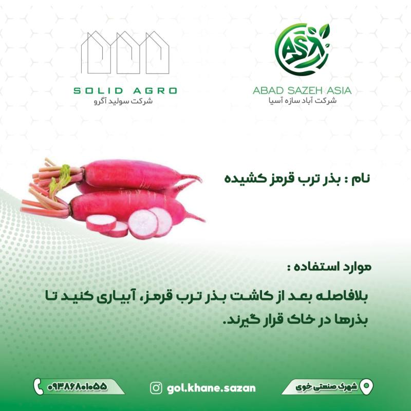 بذر ترب قرمز کشیده پاکت 100 گرمی ( عاملیت فروش : آباد سازه آسیا )