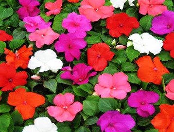 بذر حنا  Impatiens  همژنتیک