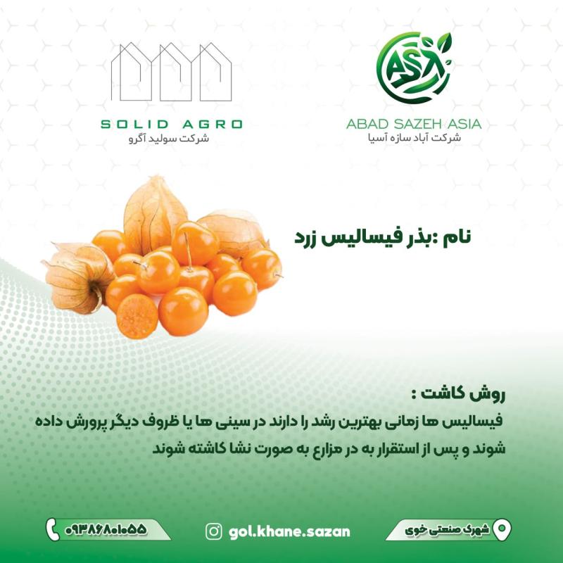 بذر فیسالیس زرد پاکت 700 عددی  ( عاملیت فروش : آباد سازه آسیا )