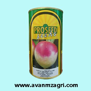 بذر شلغم پروسید هلند