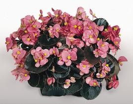 بذر بگونیاF1 بناریSuperolympia