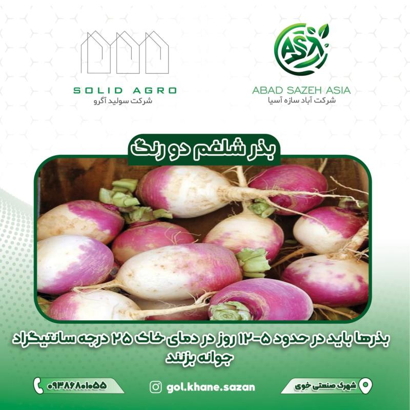 بذر شلغم دو رنگ پاکت 250 گرمی