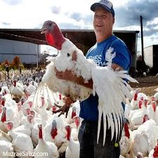 جوجه یکماهه بوقلمون بیوتی سفید فوق سنگین گوشتی