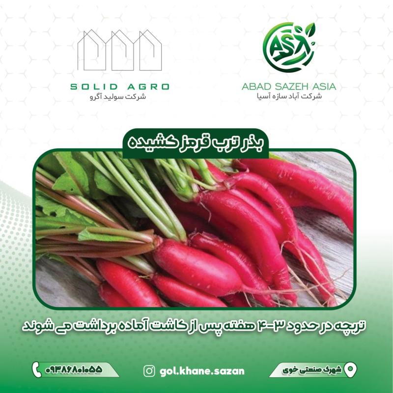 بذر ترب قرمز کشیده پاکت 100 گرمی ( عاملیت فروش : آباد سازه آسیا )