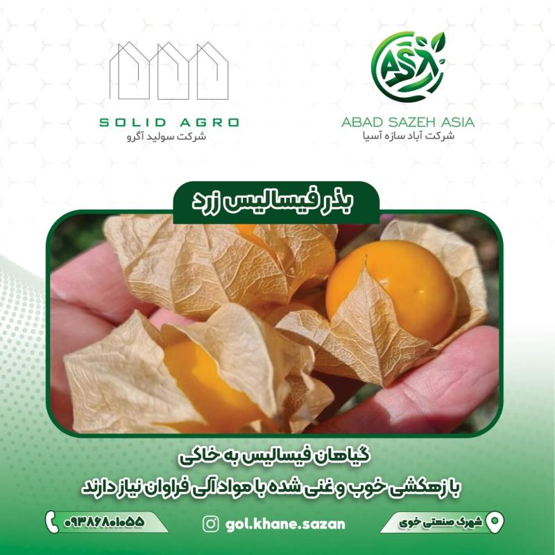 بذر فیسالیس زرد پاکت 700 عددی  ( عاملیت فروش : آباد سازه آسیا )