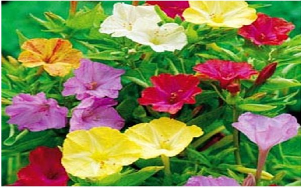 بذر گل لاله عباسی mirabilis jalapa