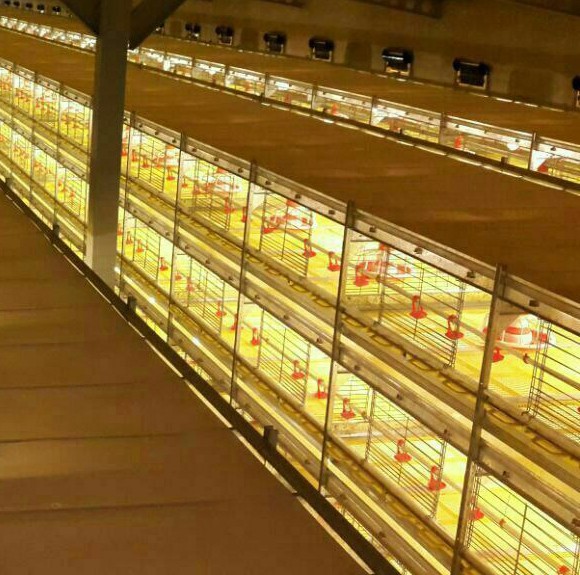 قفس تمام اتوماتیک دو منظوره پرورش پولت و مرغ گوشتی