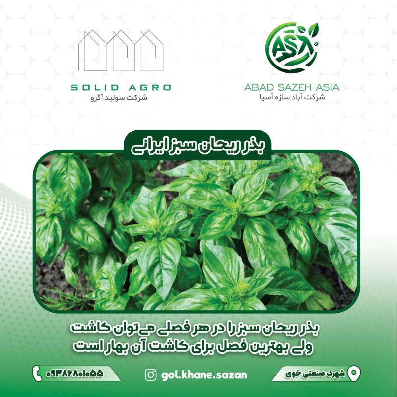 بذر ریحان سبز ایرانی پاکت 250 گرمی