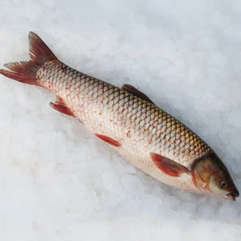 غذای ماهی کپور