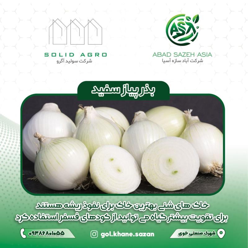 بذر پیاز سفید پاکت 50 گرمی ( عاملیت پخش : آباد سازه آسیا )