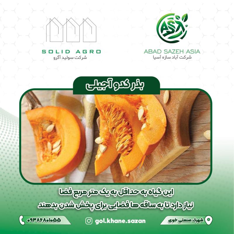بذر کدو آجیلی پاکت 150 گرمی (عاملیت فروش : آباد سازه آسیا )