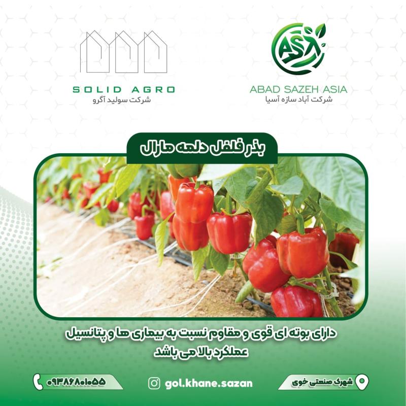 بذر فلفل دلمه مارال پاکت ( 1000 عددی )
