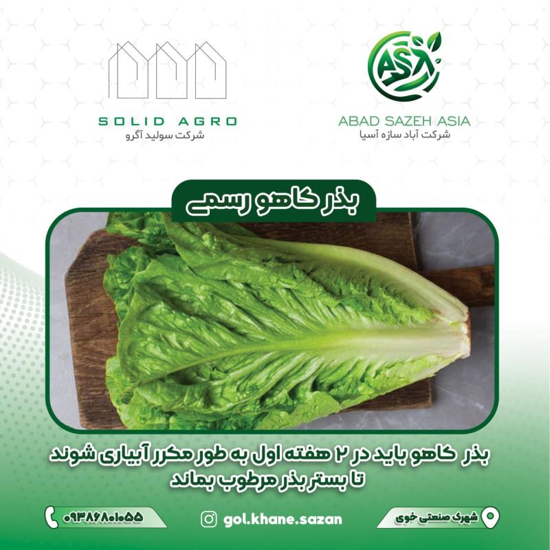 بذر کاهو رسمی پاکت 70 گرمی