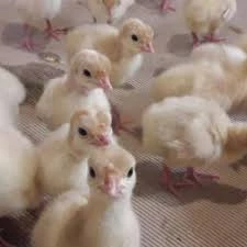 جوجه یکروزه بوقلمون فوق سنگین