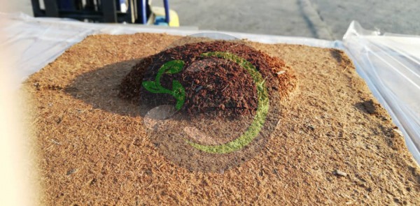 کوکوپیت فاین سریلانکا مخصوص نشاء