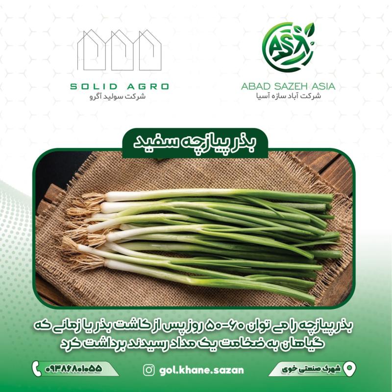 بذر پیازچه سفید پاکت 150 گرمی  ( عاملیت فروش : آباد سازه آسیا )