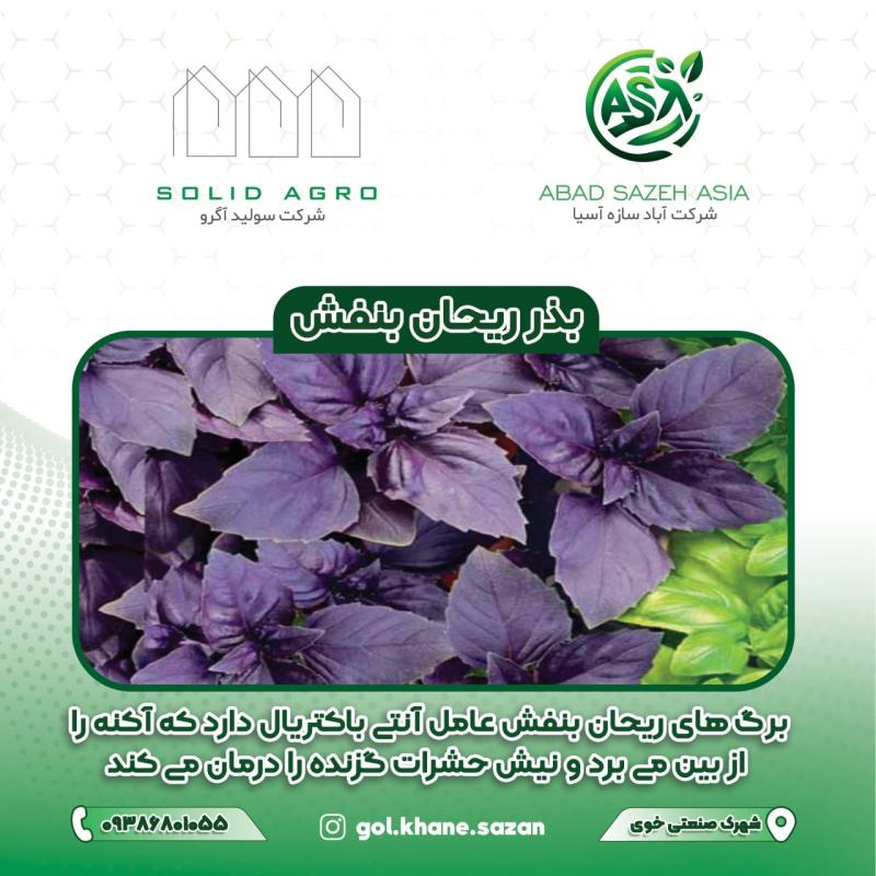 بذر ریحان بنفش پاکت 250 گرمی ( عاملیت فروش : آباد سازه آسیا )