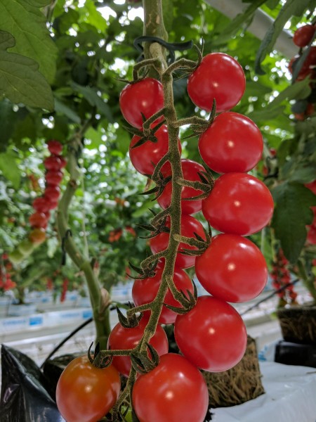 گوگرد مایع 1 لیتری غلظت بالا