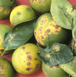 سم قارچکش طبیعی مرکبات با ترکیب پراستیک اسید