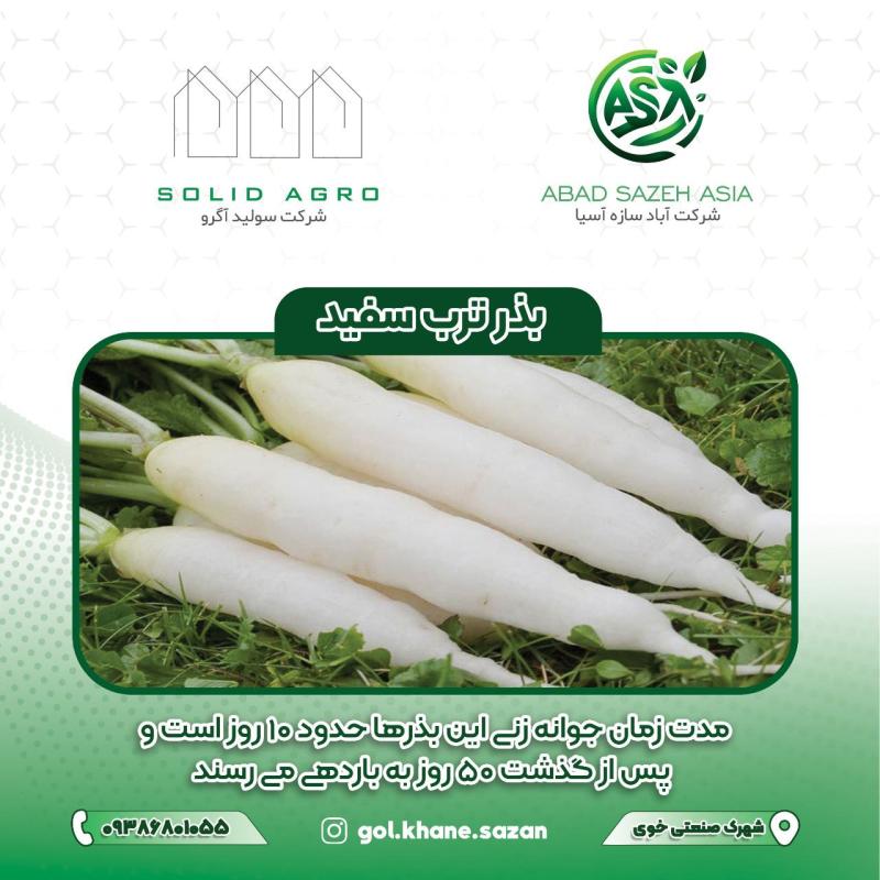 بذر ترب سفید کشیده پاکت  150 گرمی  ( عاملیت پخش آباد سازه آسیا )