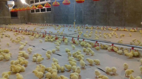 آبخوری نیپل