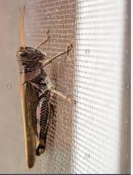 توری ضد هجوم ملخ