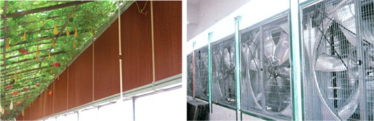 پد سلولزی - ارتفاع 1/5 متر