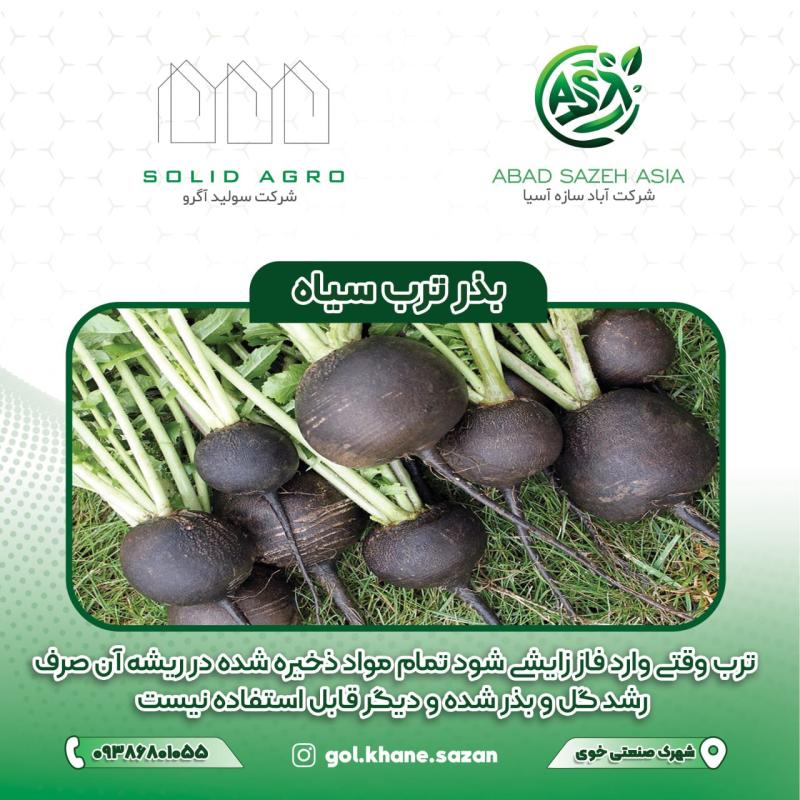 بذر ترب سیاه پاکت 125 گرمی (عاملیت فروش : آباد سازه آسیا)