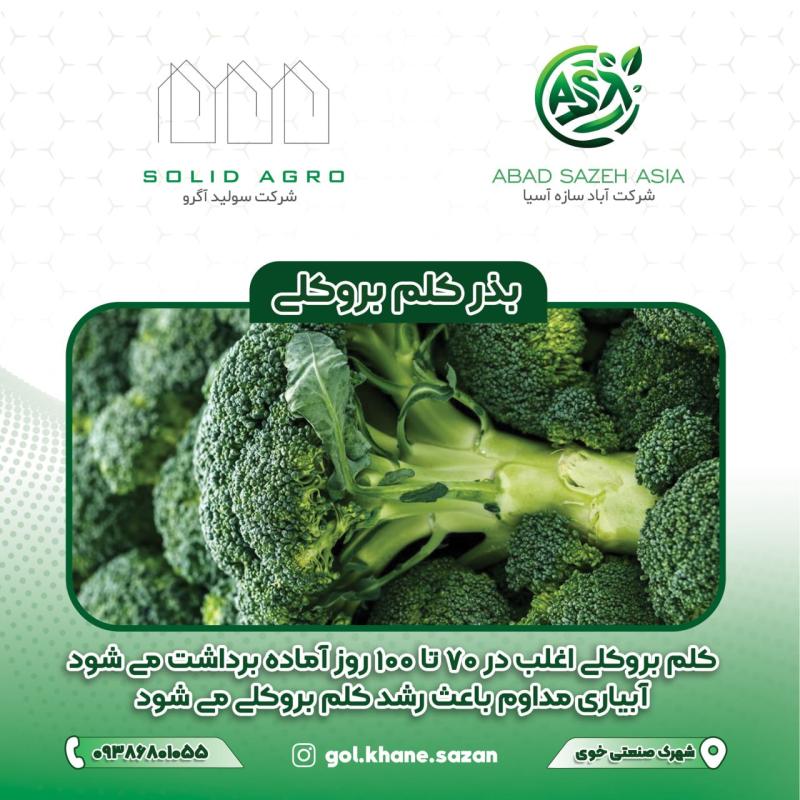 بذر کلم بروکلی پاکت 70 گرمی
