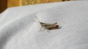 شبکه توری مقابله ارگانیک با حشرات( ملخ)