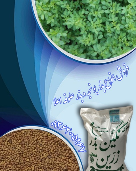 بذر یونجه رقم رنجر آمریکایی اصیل