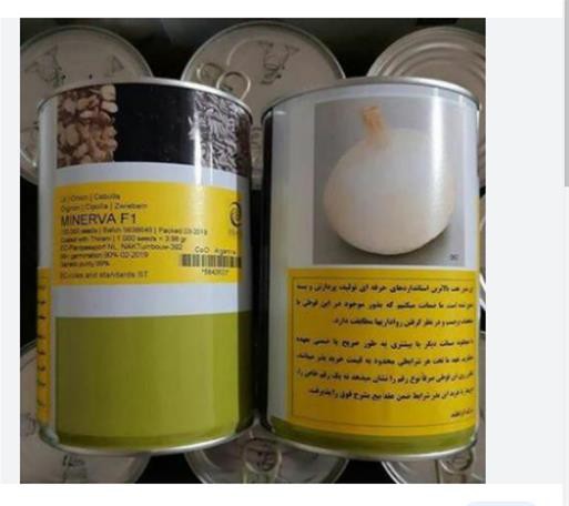 بذر پیاز سفید مینروا