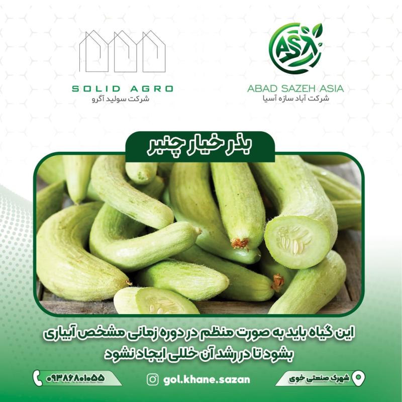 بذر خیار چنبر پاکت 75 گرمی ( عاملیت فروش : آباد سازه آسیا )