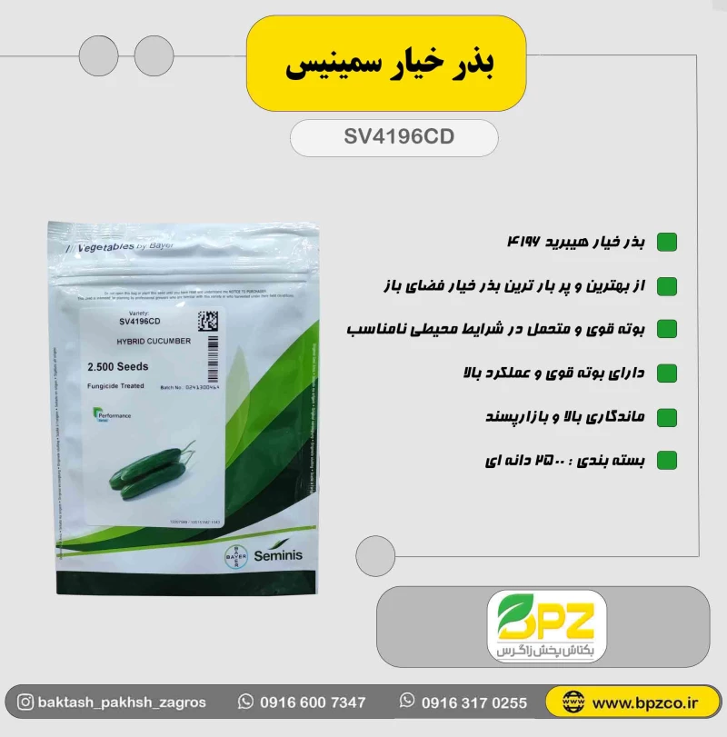 بذر خیار سمینیس 4196 شرکت فلات
